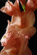 fiori rosa