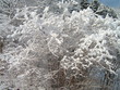 neige fraiche sur arbres