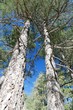 tronc d'arbre