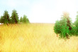 sunny summer field illustration