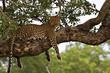 leopard in a tree