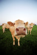 vache