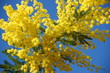 revoila le mimosas revoila le mimosas