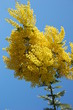 mimosas mimosas