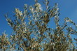 oliviers de provence oliviers de provence