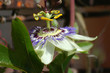 tuscan passion flower