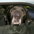 dog in car
