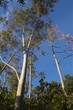 eucalyptus et ciel bleu