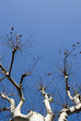 winter tree