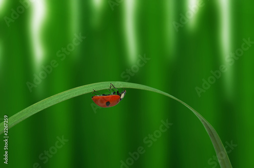 Foto: ladybird ladybird