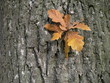 oak leaves