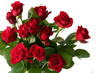 red rose