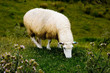 beau mouton beau mouton
