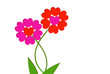 fleurs de saint valentin