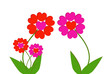 fleurs de saint valentin