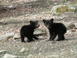 two little cubs looking back at me