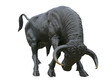 taureau taureau