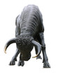 taureau taureau
