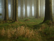 nebel im wald nebel im wald