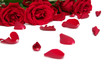 red roses
