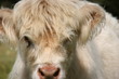 baby kuh in schottland