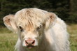 junges schottisches rind