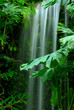 waterfall in the rainforest waterfall in the rainforest