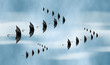 migration