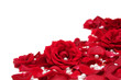 red roses