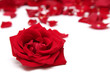 red roses