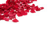 red roses