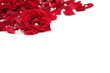 red roses