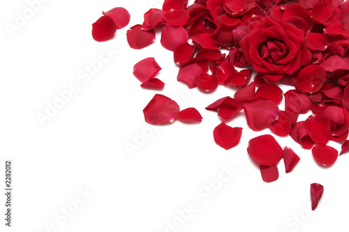 Foto: red roses red roses