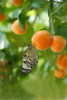 calamondin orange tree and butterfly