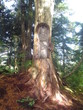 grandmother tree