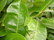 Foto: leaf leaf