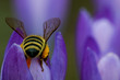 frühling