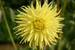 dahlia dahlia