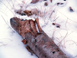 "winter": decaying yellow birch log in fresh snow