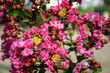 lilas des indes lilas des indes