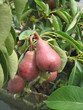 poire
