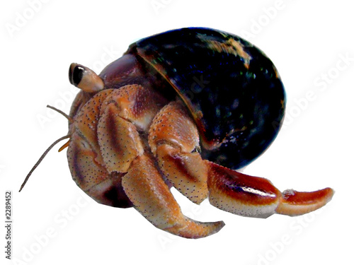 land hermit crab in turban shell