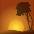 tree with sunset