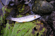 trout