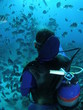 fish around diver