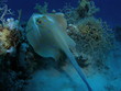blue spoted stingray