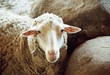 sheep sheep