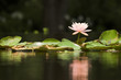 lilypad with reflection, horizontal