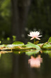 lilypad with reflection, vertical