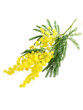 mimosa 8